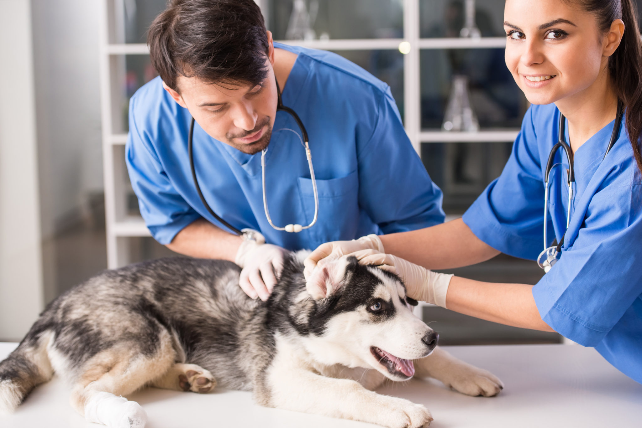 continuing education courses vet tech